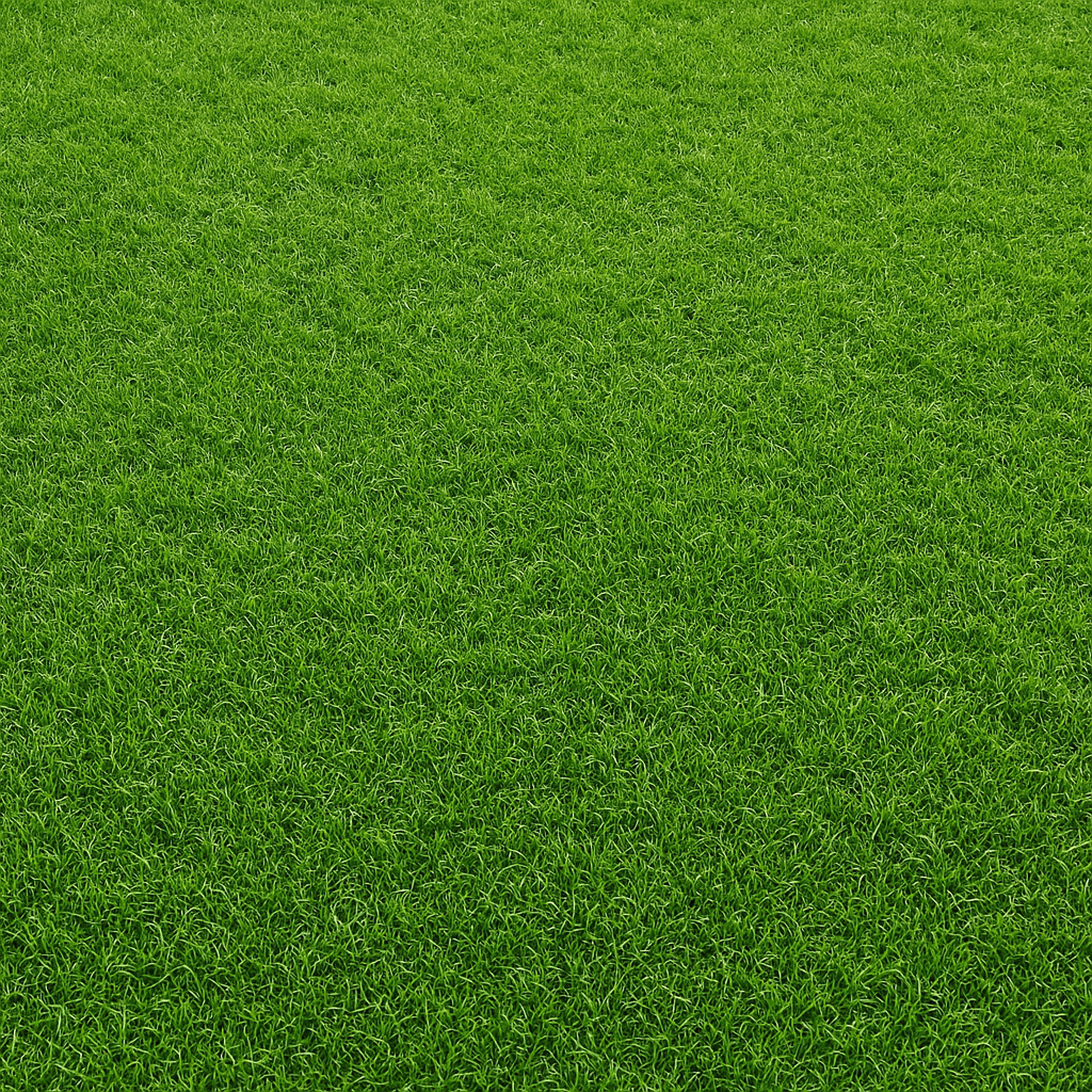 gazon d'un terrain de football