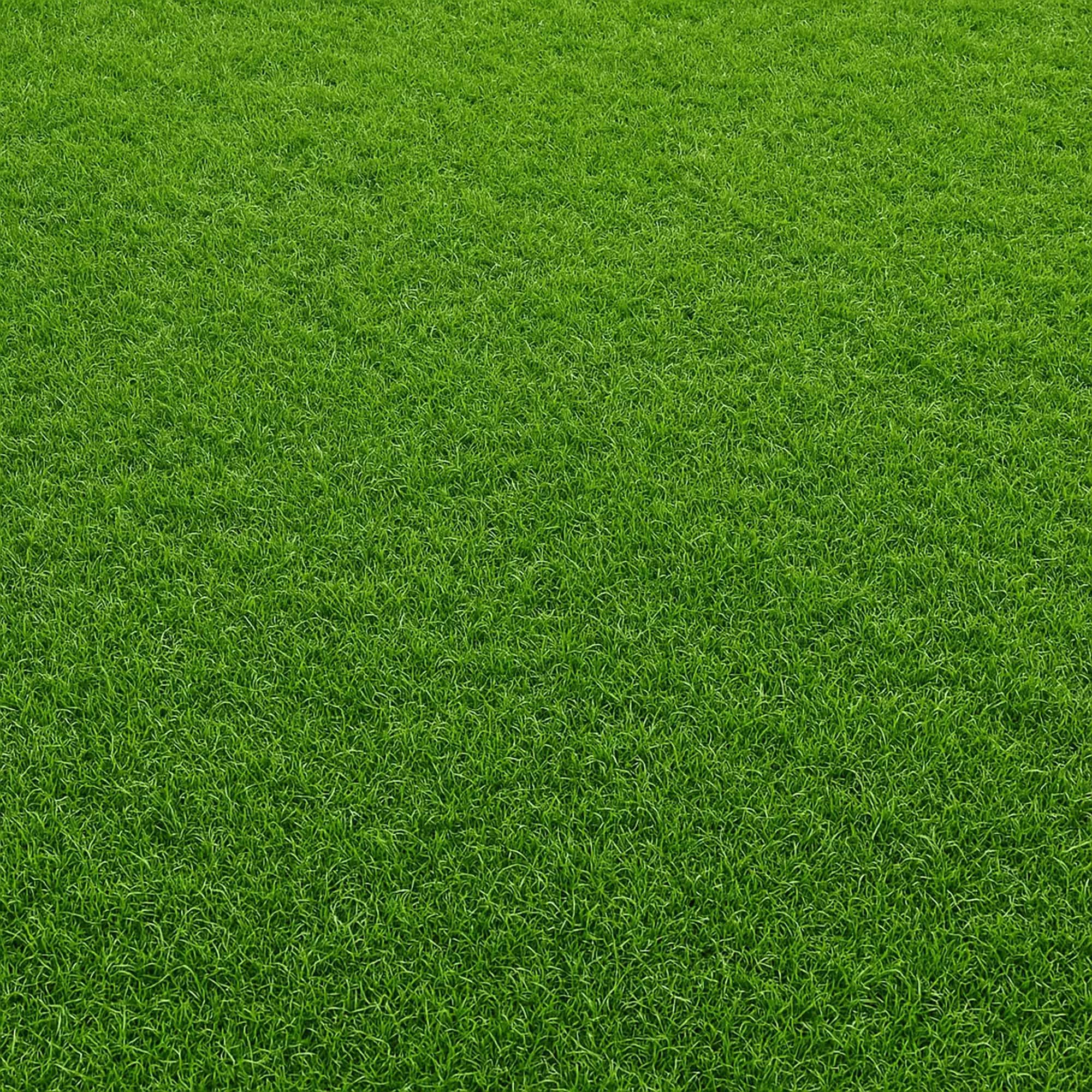 Football pitch grass